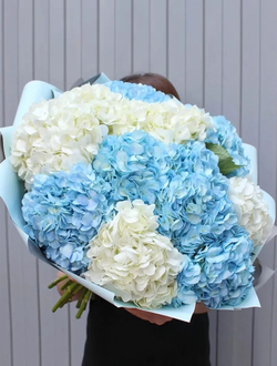 11 гортензий (цвет на выбор)