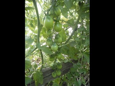 Томат Гора Везувий (Mt.Vesuvius, Mountain Vesuvius)