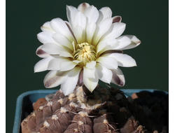 Gymnocalycium ragonesei  P18 - 5 семян