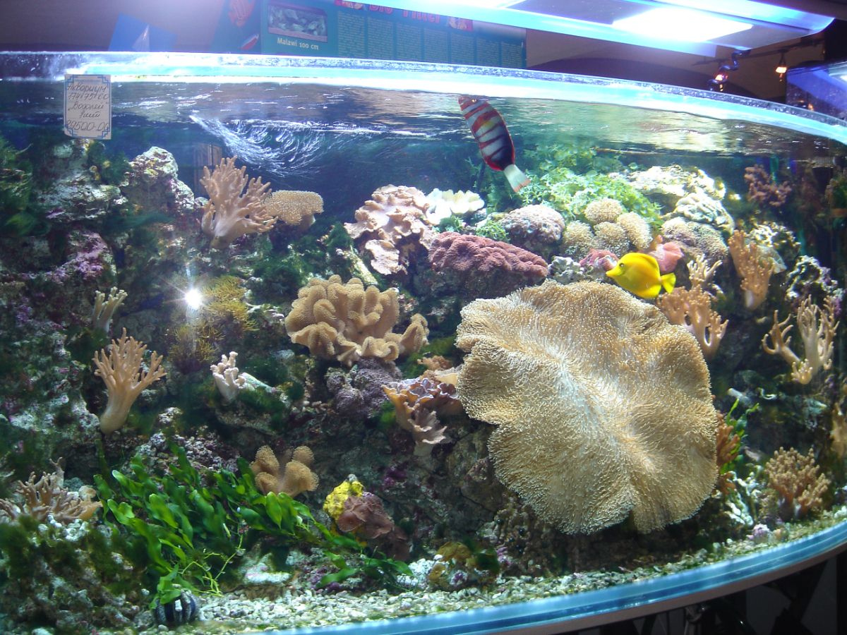 Купить морской аквариум. Заказать морской аквариум. Обслуживание