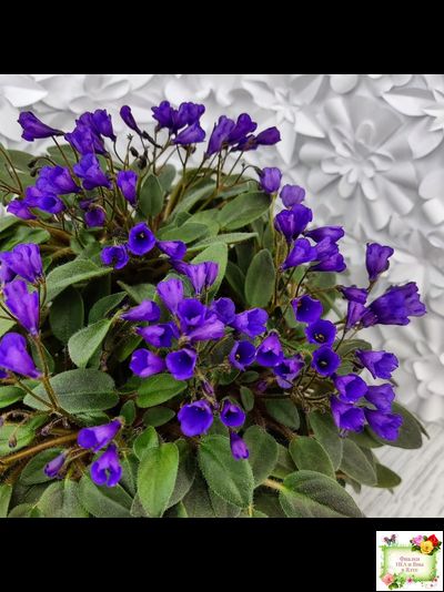 Vallarta Campanas Moradas (G.Beck) трейлер