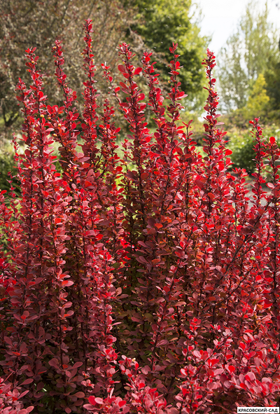 Барбарис Тунберга Ред Рокет