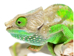 Хамелеон мадагаскарский Ошагнеси(Calumma oshaughnessy)