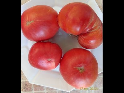 Томат Хелен немецкий (Helen's German)