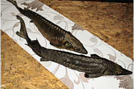 осетр горячего копчения