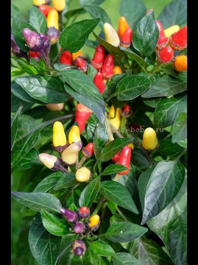 Перец острый BRW Claster, 10 шт