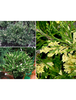 Можжевельник китайский  "Блау Вариегата" (Blaauw Variegata) Р10