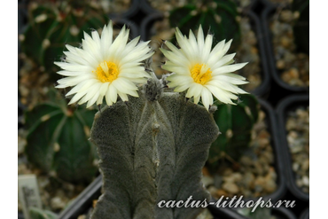 Astrophytum myriostigma v.columnare