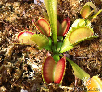 Dionaea muscipula Fused Tooth Perso I