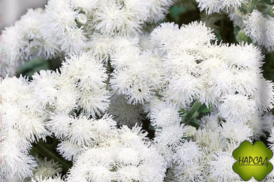 АГЕРАТУМ 6 ШТ