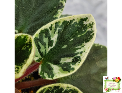 Mac's Coral Clackamas (G.McDonald) (стартер)