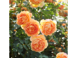 Леди оф Шалот