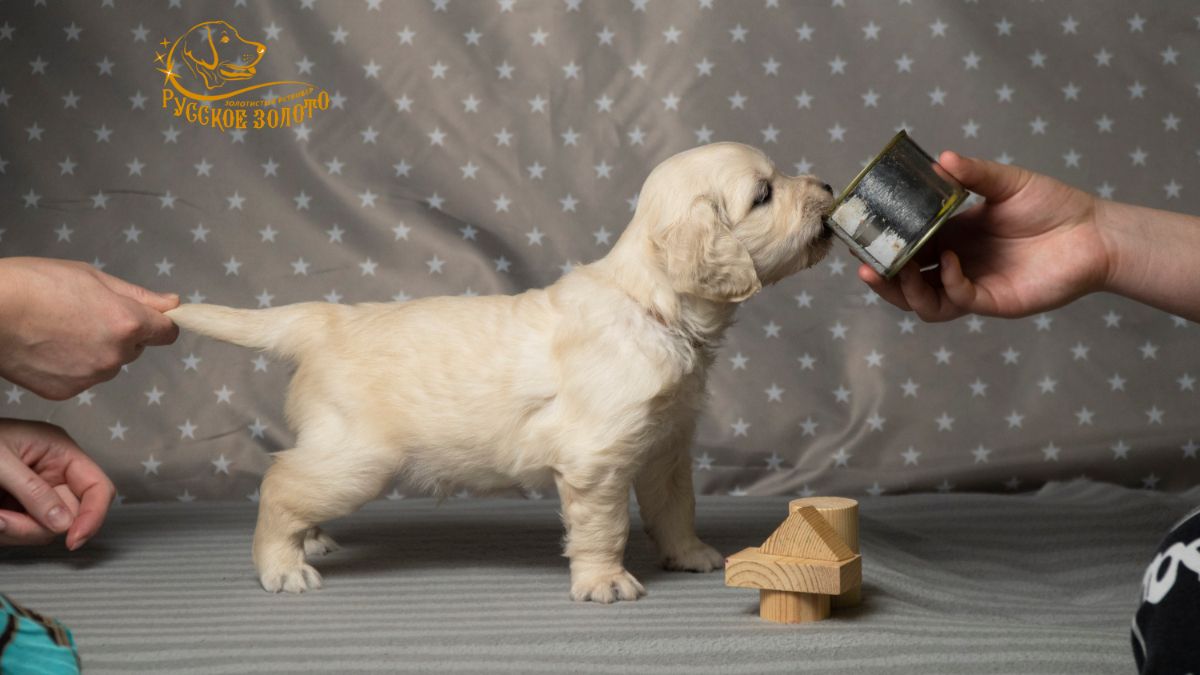 РЗ Шони Дон, мальчик коричневая ленточка, 1 месяц