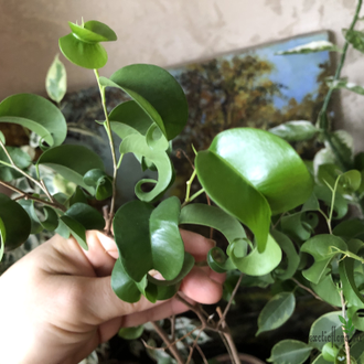 Ficus Benjamina Buklee / фикус букле