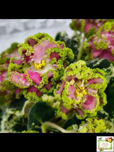 МТ-Античная Брошь (М. Тотиева) 2025 г.