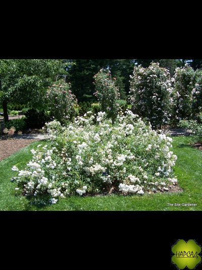 Роза шраб/почвопокровная &quot;СИ ФОАМ&quot;