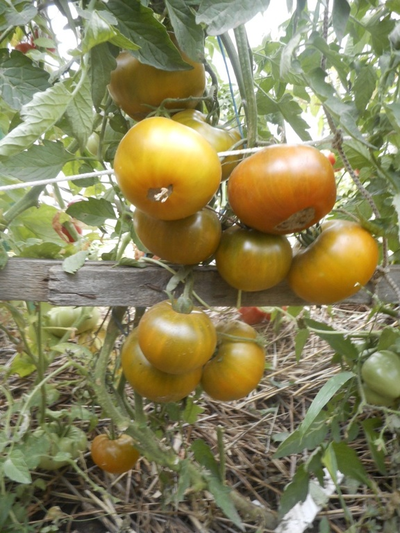 Томат Малахитовая шкатулка