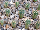 Gymnocalycium multiflorum (sensu Till, HT-2603) GN-4538 (Австрия) - D=10mm