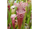 Sarracenia leucophylla Tarnok