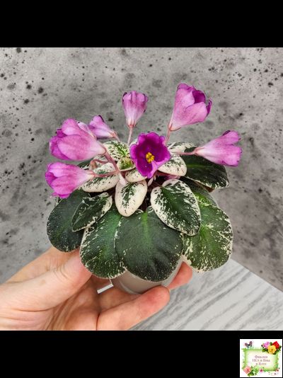 СК-Пангея (А.Кузнецов) 2014 г.