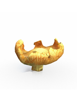 грибы Гриб лисичка