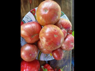 Томат гном Металлика (Dwarf Metallica)