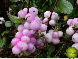 Снежноягодник Доренбоза "Мазер оф Перл" (РЕДКИЙ ВИД)