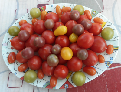 Томат Черная вишня (Black Cherry)