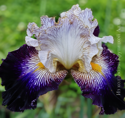 Ирис Lets Play Dress Up