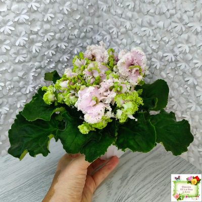 ЛЕ-Денди (Е. Лебецкая) 2011 г.