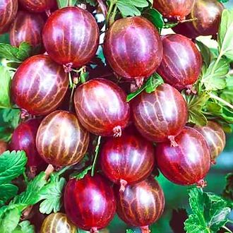 Разновидности красного крыжовника