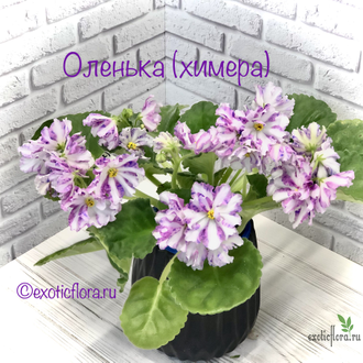 Фиалка Оленька (химера)