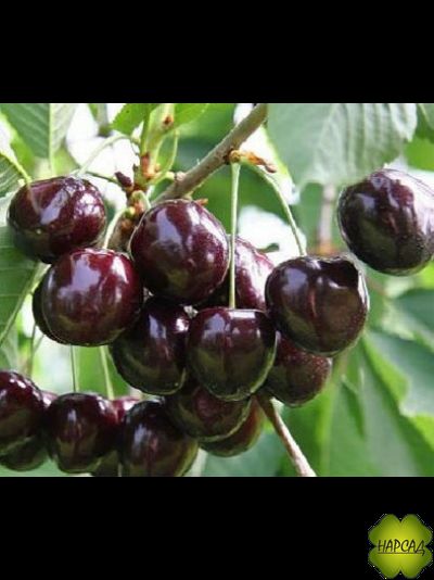 ЧЕРЕШНЯ &quot;ЛЕНИНГРАДСКАЯ ЧЕРНАЯ&quot;