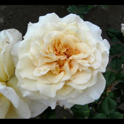 Комтесса (Comtessa)