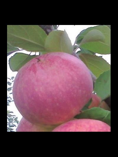 Желанное (яблоня)