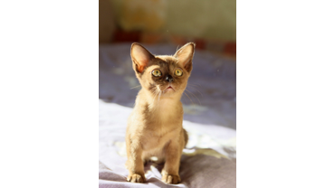 малыш бурмы