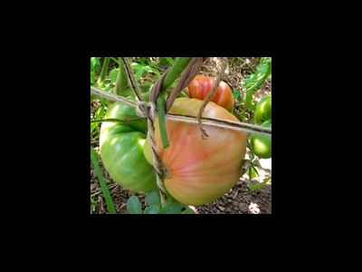 Томат Итальянское дерево (Italian Tree) Италия