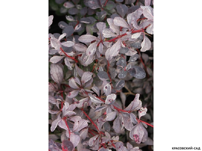 Барбарис оттавский Silver Miles