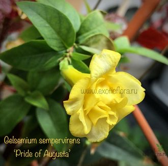 Гельземиум махровый / Gelsemium sempervirens ‘Pride of Augusta’