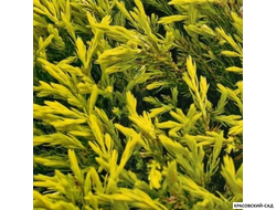 Можжевельник горизонтальный Лаймглоу - Lime Glow
