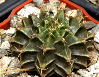 Gymnocalycium mihanovichii VoS-26 (D=18-22мм)