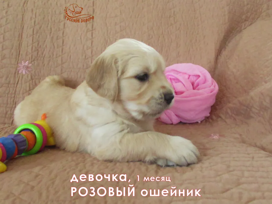 1 месяц. Девочка РОЗОВЫЙ ошейничек