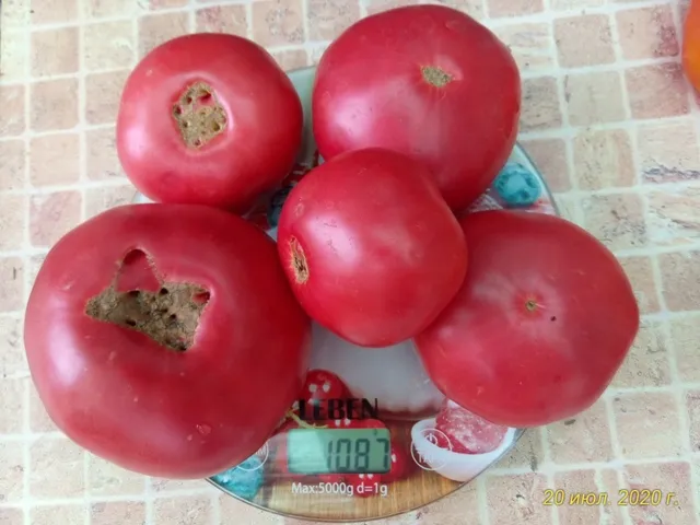 Томат Кубанский домашний