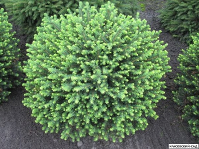 Ель Карел - Karel