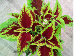 Колеус Red Coat