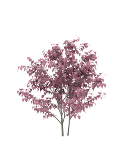 лиственные Церцис Канадский Cercis Canadensis 1