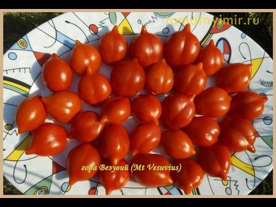 Томат Гора Везувий (Mt.Vesuvius, Mountain Vesuvius)