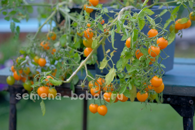 Томат Пендулина оранжевая (Pendulina Orange), 10 шт