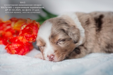 Мальчик с коричневым ошейничком, красный мрамор. 23 дня.