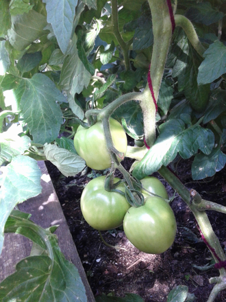 Семена томата Лунное сияние